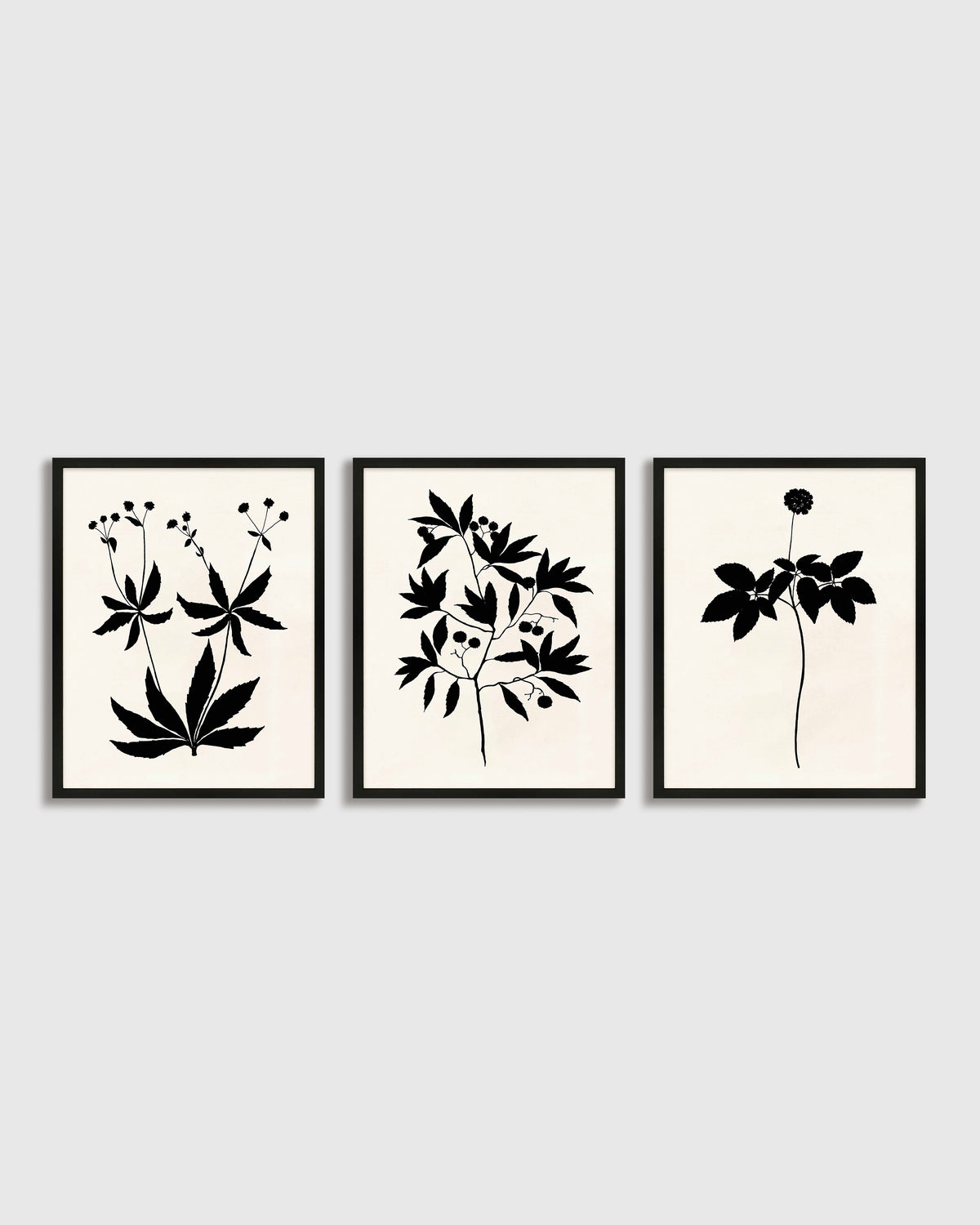 Botanical by Philippa Katz (Set of 3)