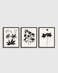 Botanical by Philippa Katz (Set of 3)